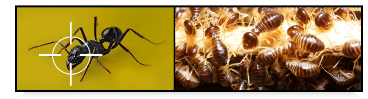 East Brunswick, NJ - Exterminator - A Bug Stop